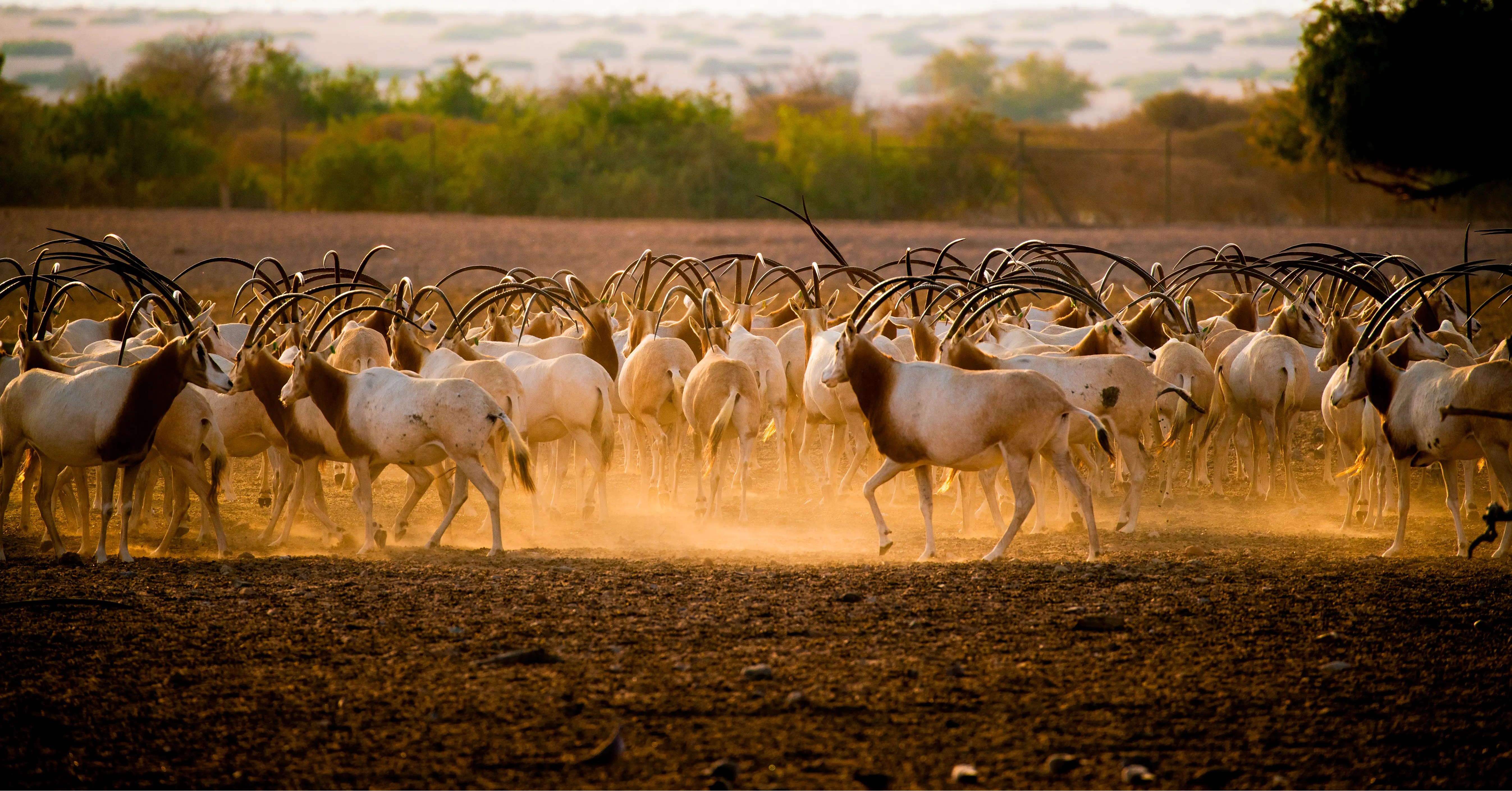 Sir Bani Yas Island Half Day Experience