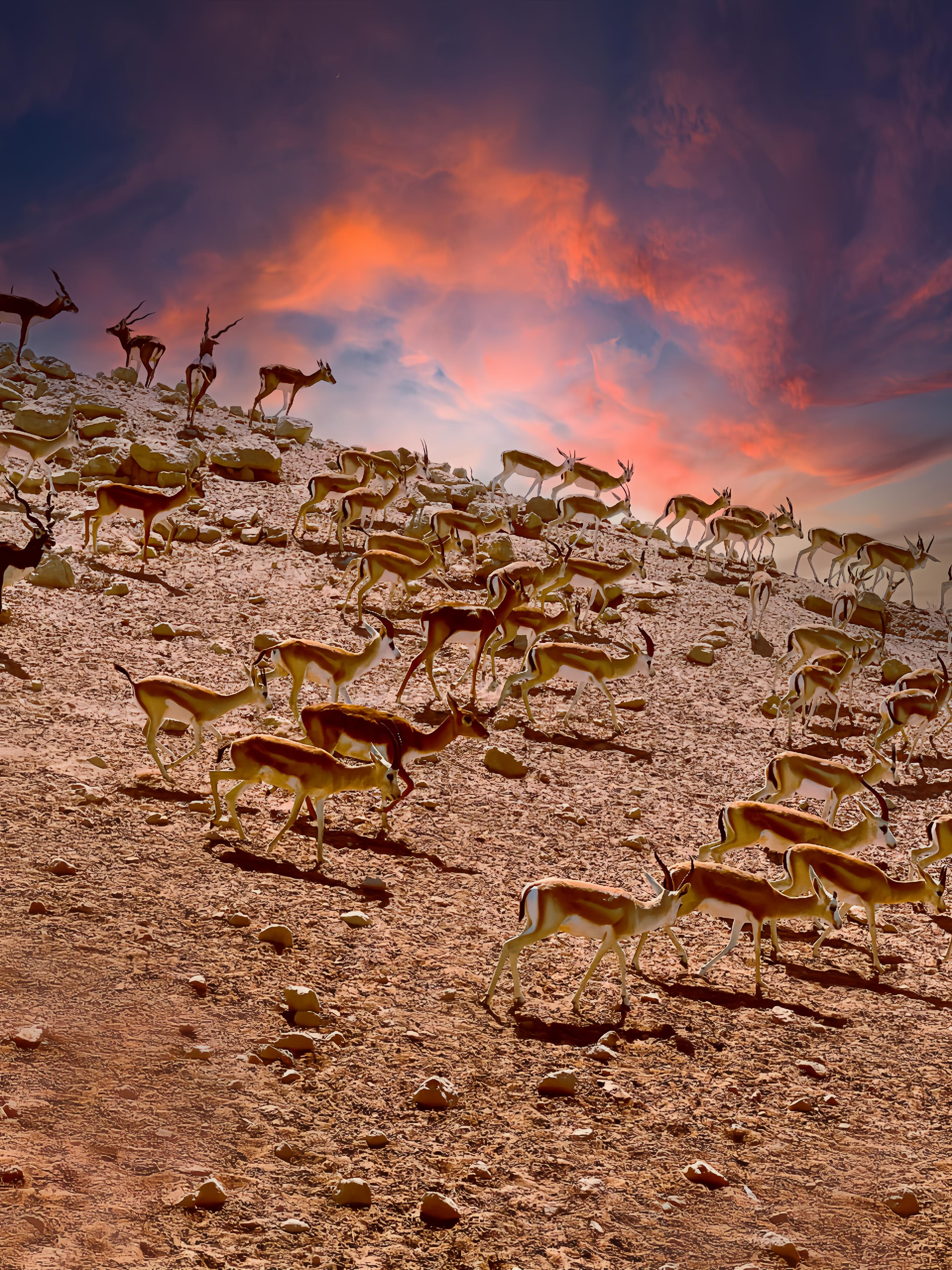 Sir Bani Yas Island Staycation | Danat Jebel Dhanna image 2