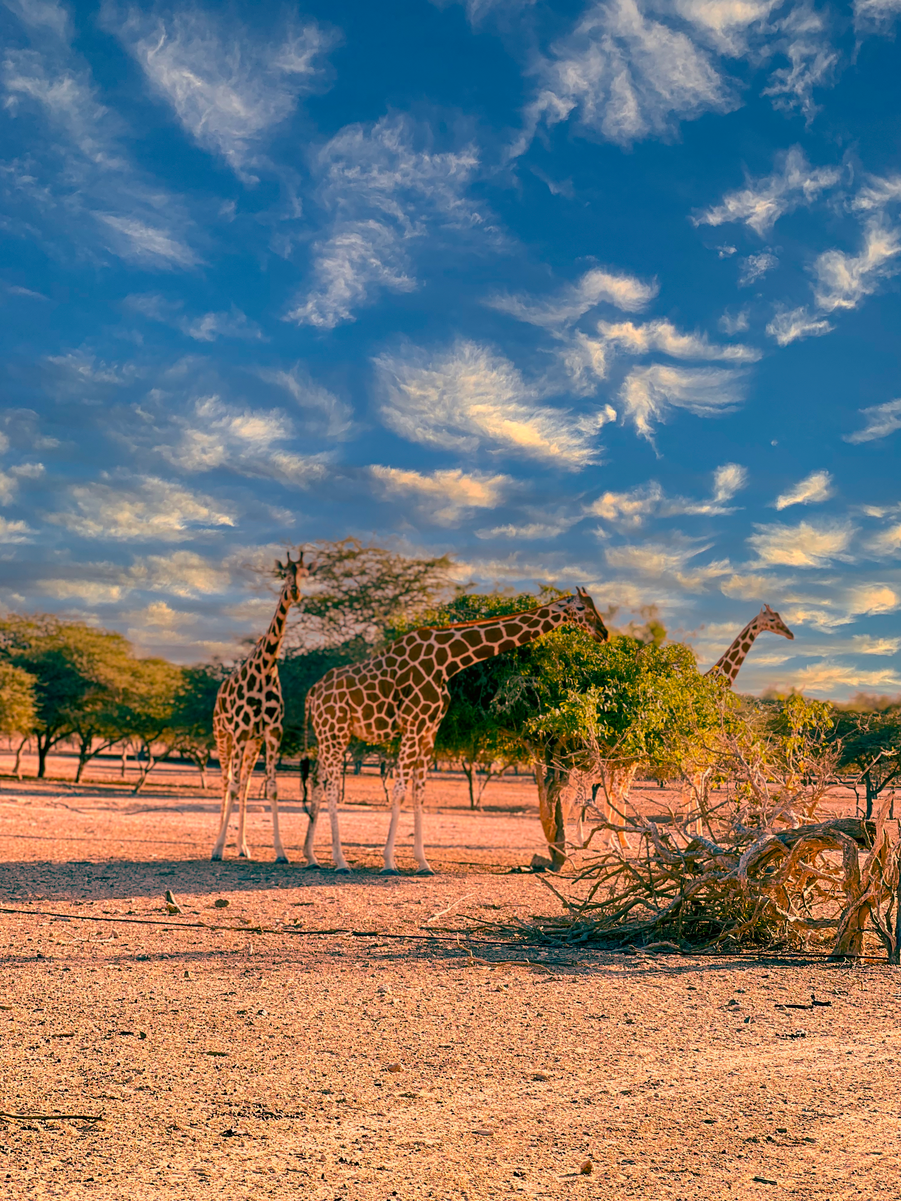 Sir Bani Yas Island One Day Tour image 2